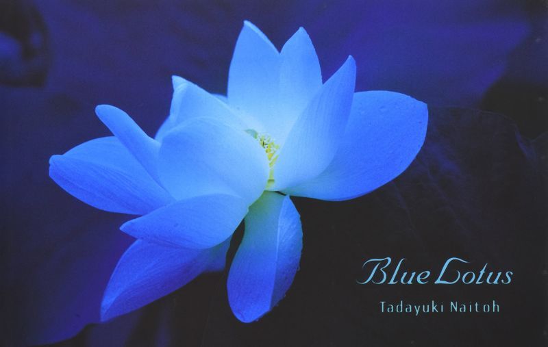 作品集・内藤忠行「Blue Lotus」ブルー・ロータス