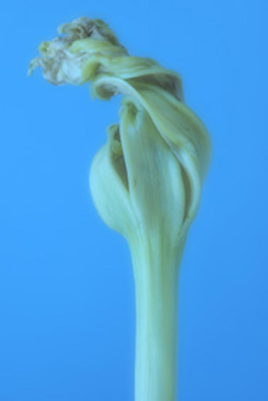 画像1: flower